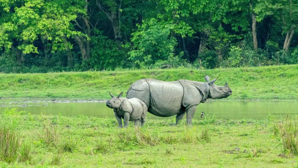 Kaziranga National Park